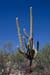saguaro np east-60